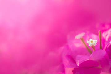 Fototapeta na wymiar Closeup of beautiful nature view of pink flower on blurred background in garden with copy space using as background natural green plants landscape, ecology, fresh wallpaper concept.