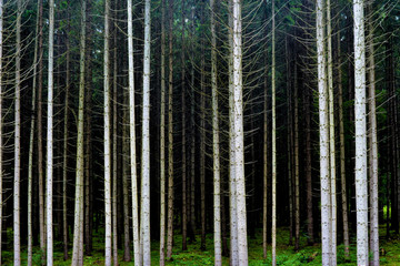 tree stalks in a pine forest