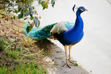 Beautiful colorful male peacock outdoors.