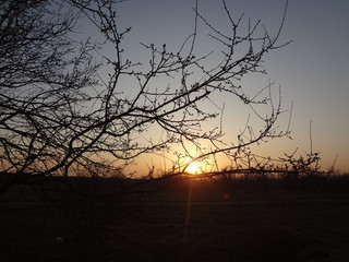 plum in the sunset