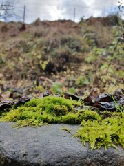 moss on rocks