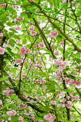 pink flowers in garden