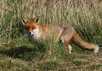A stunning wild Red Fox, Vulpes vulpes, hunting for food in a meadow.