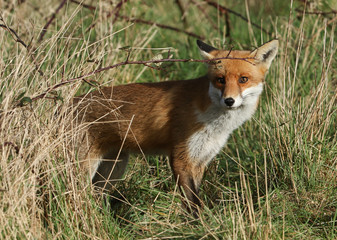 A stunning wild Red Fox, Vulpes vulpes, hunting for food in a meadow.