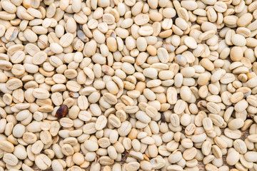 Process before being a coffee product to Coffee beans under sun to dry on background