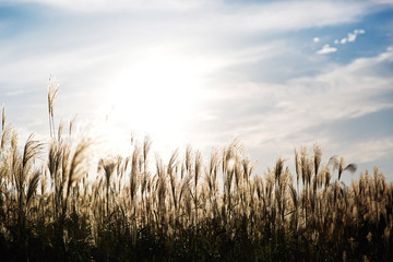 flamegrass silvergrass reed blue sky landscape nature