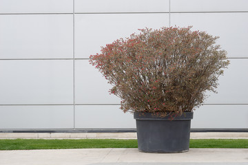 tree in a pot