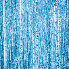 Dense forest of bare birch trees in winter