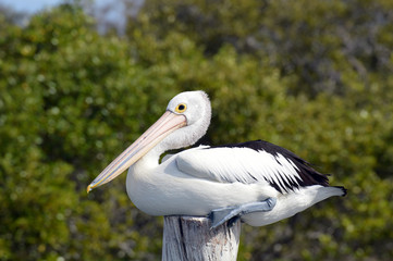 portrait of a pelican in Australia