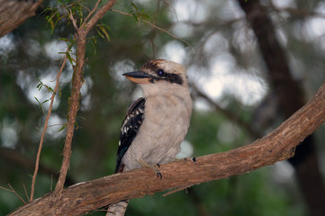 Kookaburra bird portrait in a forest in Australia during a hike