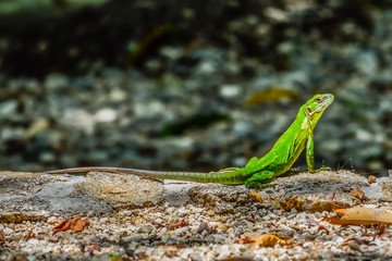 Iguana - Ctenosaura pectinata