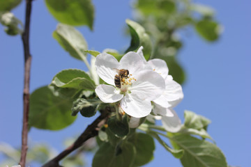 Flowering branches of apple trees against a blue sky in spring in sunny weather and a bee