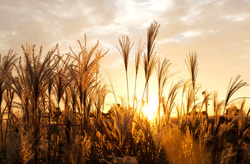 flamegrass silvergrass reed sunset redsky orangesky evenig glow flaming sunset landscape nature 석양 노을 억새 갈대밭
