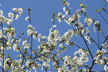 Flowering branches of apple trees on a background of blue sky in spring in sunny weather