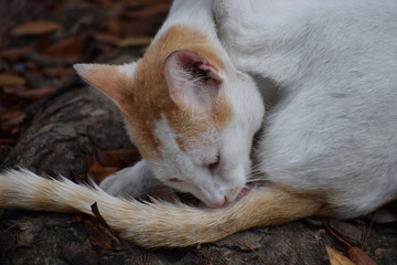 White cat playing 