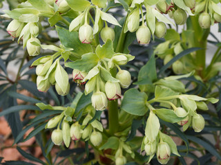 helleborus foetidus - Stinking hellebore or bear's foot