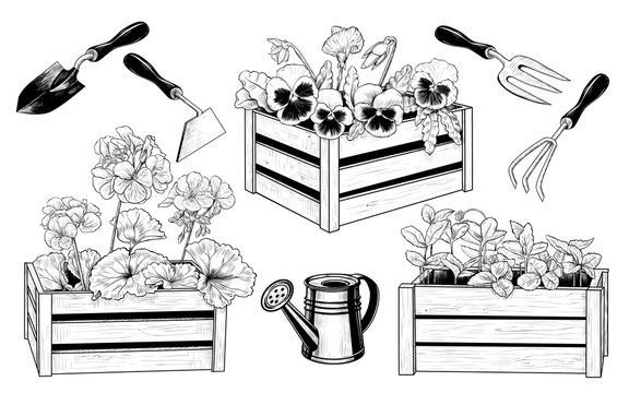   .Vector set of garden tools and various seedlings in wooden boxes. Vintage ink drawing. Isolated objects on white background. Clipart.