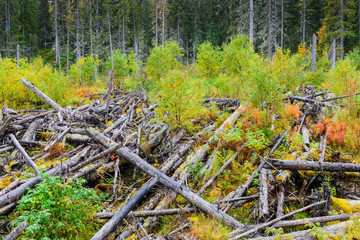 Pile of felled trees in a forest after flood damage