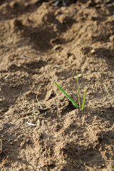 young plant growing in soil