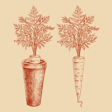 .Ink drawing of carrots and carrots in a ceramic pot. Vector vintage illustration. Engraved design elements.