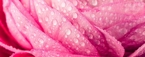 Persian buttercup. Bunch pale pink ranunculus flowers light background. Wallpaper, Horizontal photo...