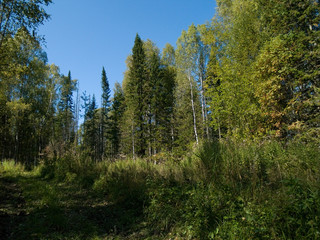 forest in the mountains