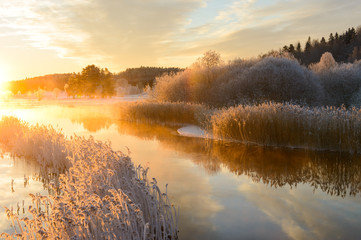 Frost covered reeds lining a stream at sunrise, Sweden. - obrazy, fototapety, plakaty