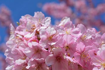 Fototapeta premium Sakura, Sakura, kwitnące wiśnie Kawazu w pełnym rozkwicie