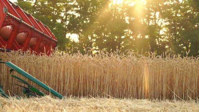 Close up of combine harvester for harvesting wheat. Slow motion	