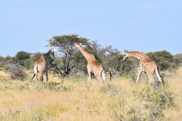 Naklejka na ściany i meble Giraffe at Etosha National Park, Namibia