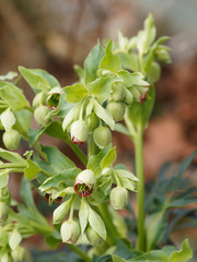 Fototapeta premium (Helleborus foetidus) Stinking hellebore. Close-up on drooping cup-shaped flowers with chartreuse color and purple edge in late winter
