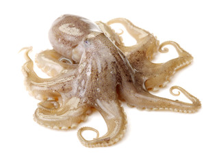 Octopus on white background