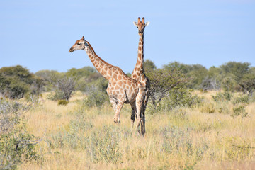 Giraffe at Etosha National Park, Namibia