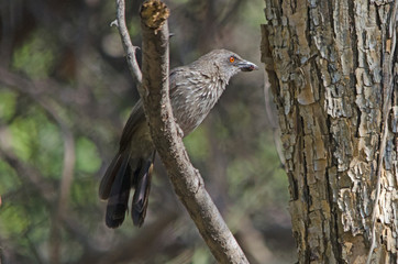 Arrow-marked babbler
