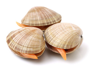 Stacked fresh raw clams on white background