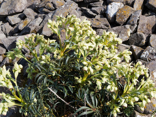 Stinking hellebore (Helleborus foetidus) Upright stems, bell-shaped flowers and evergreen foliage between old stones of a wall