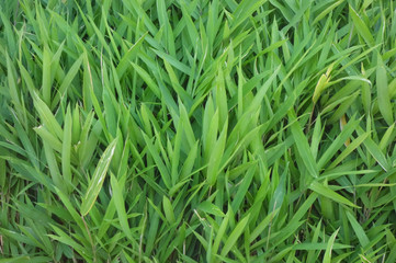 池の周辺の、沼部に鬱蒼と茂る笹の葉