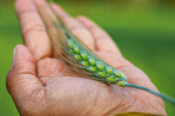 Close-up view of green wheat field in India