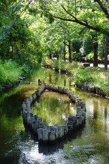 癒し公園の池に朽ちている杭が羅列されている模様
