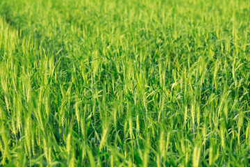 Green wheat farm in India