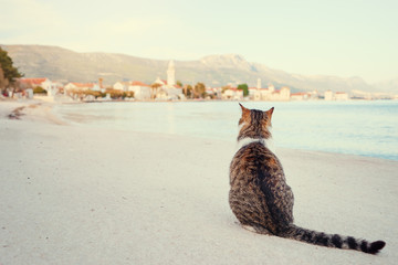 Fototapeta na wymiar Cute cat sitting on sea promenade.
