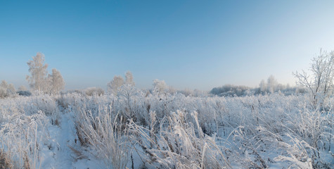 winter landscape with trees and snow