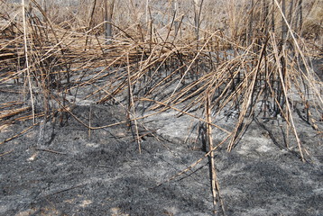 Wildfire Disaster in Valencia Spain