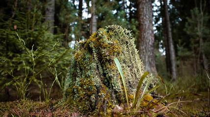 old stump covered with moss and lichen