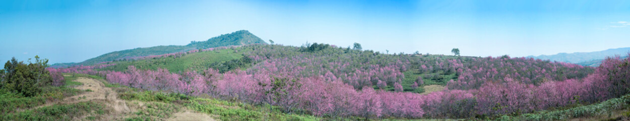 Sakura flowers blooming blossom in PhuLomLo Loei Province , Thailand