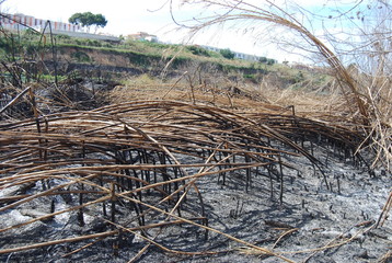 Wildfire Disaster in Valencia Spain