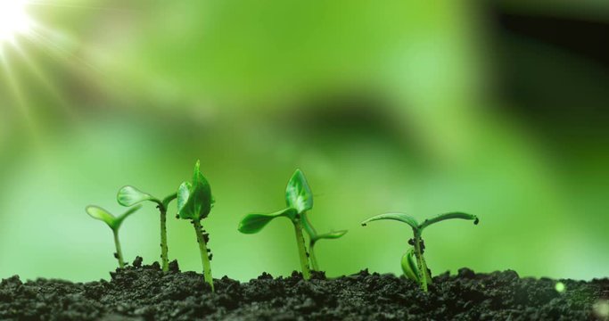 Young cucumber plants germinate under the sun, time lapse, alpha channel