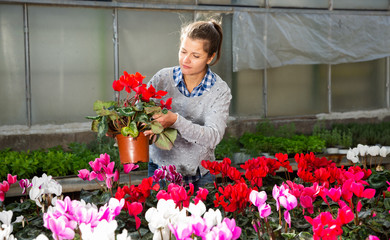 Female florist working with potted cyclamen