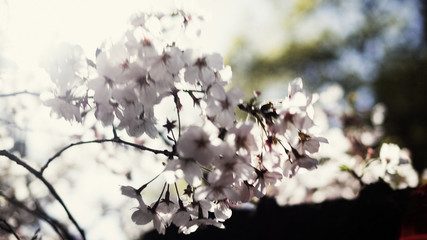桜