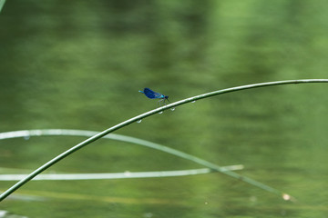 Dragonfly on grass
